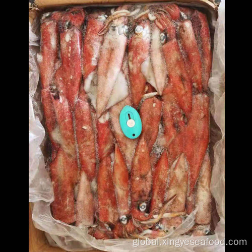 China Frozen Squid Whole Round Block Frozen Loligo Chinensis Manufactory